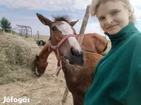 Stute, Hungarian horse breed — Foto 2
