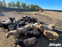 كبش, Racka sheep — الصورة 1