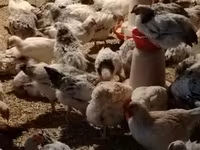 Chickens — foto 3