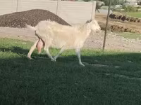 Ziege, Russian White goat — Foto 3