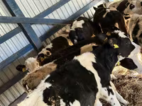 Cattle (batch, sex not specified), Russian Black pied cattle — photo 3