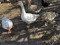 Geese — फ़ोटो 3