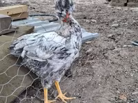 Chickens — الصورة 8