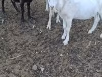 Billy Goat, Goats — photo 1