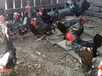 Chickens — fotografija 2