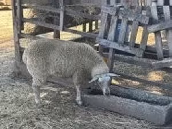 Qoyun, Beltex sheep