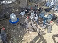 Chickens — foto 5