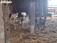 公山羊, Goats — 照片 1