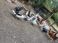 Ducks — Foto 4