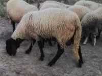 Oveja, Tsigai sheep — foto 5