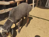Қошқар, Blackheaded Persian sheep — 2-сурет