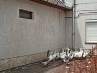 Geese — Foto 4