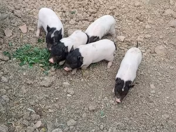 Locha,  — Węgry