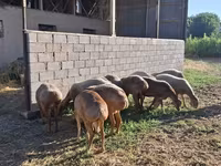 Ovca, Hissar sheep — fotografija 2