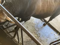 Bik, Swiss cattle — fotografija 4