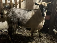 Goat, Alpine goat — photo 2