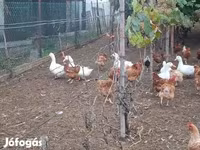 Ducks — फ़ोटो 6