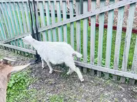 Chèvre, Alpine goat — photo 1