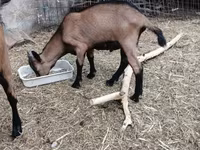 बकरा, Alpine goat — फ़ोटो 3