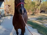 公马, Lipizzaner — 照片 3