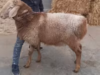 Қошқар, Arashan sheep — 2-сурет