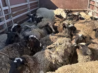 Ram, Sheep — photo 4