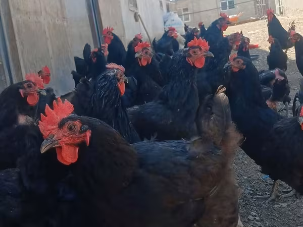 Australijska pit borbena kokoš