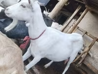 बकरी, Saanen goat — फ़ोटो 7