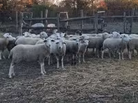 Oveja, Ovejas — foto 4