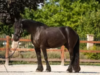 Kobyła, Friesian — zdjęcie 2