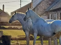 Kobyła, Lipizzaner — zdjęcie 1