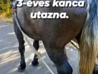 Yegua, Caballos — foto 3