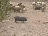 नर सूअर, सूअर — फ़ोटो 1