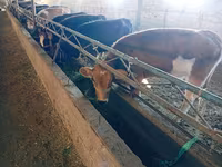 Sigir, Swiss cattle — 4-rasm