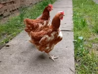 Chickens — फ़ोटो 2