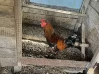 Chickens — zdjęcie 4