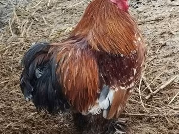 Bantam Pekín
