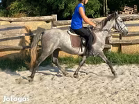 Yegua, Caballos — foto 8