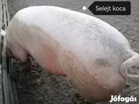 Säue, Пьетрен — Foto 4