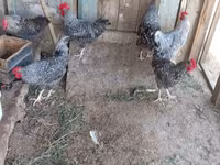 Slovenian Barred Hen — photo 5