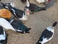 Ducks — foto 1