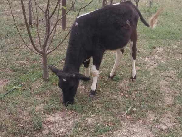 Krava, Swedish red cattle