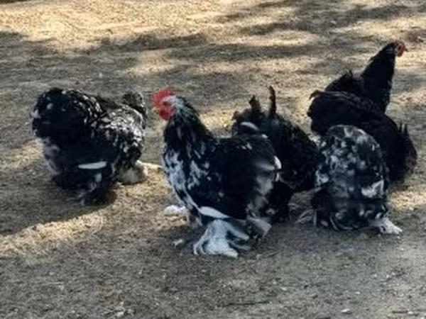 Pekin Bantam