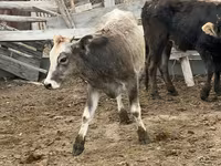 Vaca, Aberdeen-Angus — foto 6