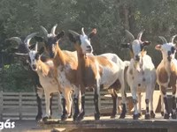母山羊, Nigerian dwarf goats — 照片 4