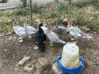 Ducks — الصورة 4