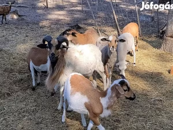 Carnero, Cameroon sheep