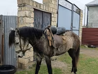 Pastuv, Azerbaijan horse — fotografija 3