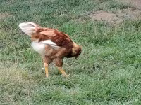 Chickens — Foto 7