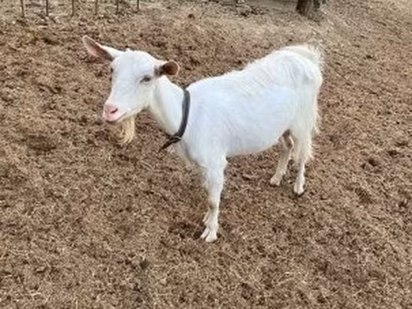 母山羊, Saanen goat